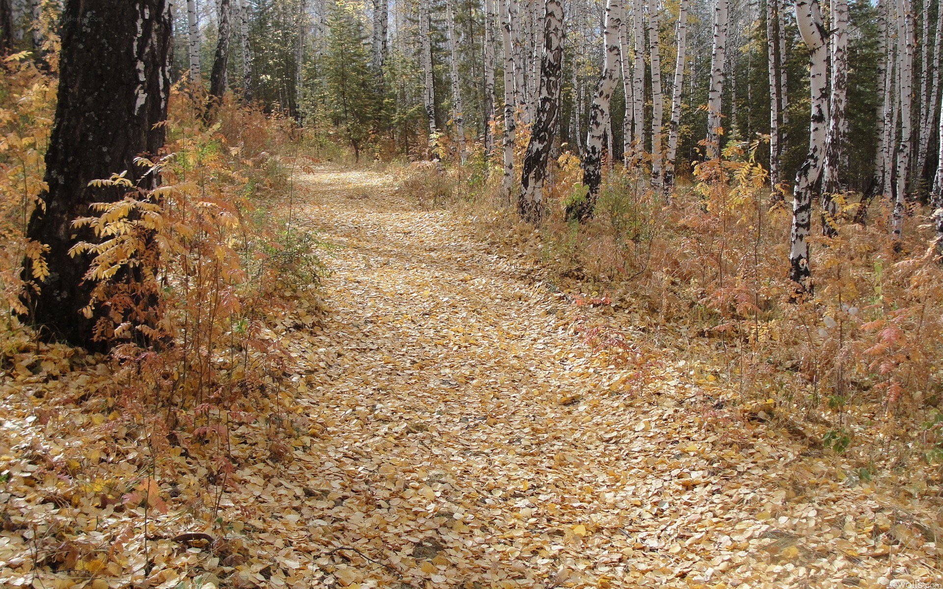Autumn path in birch forest