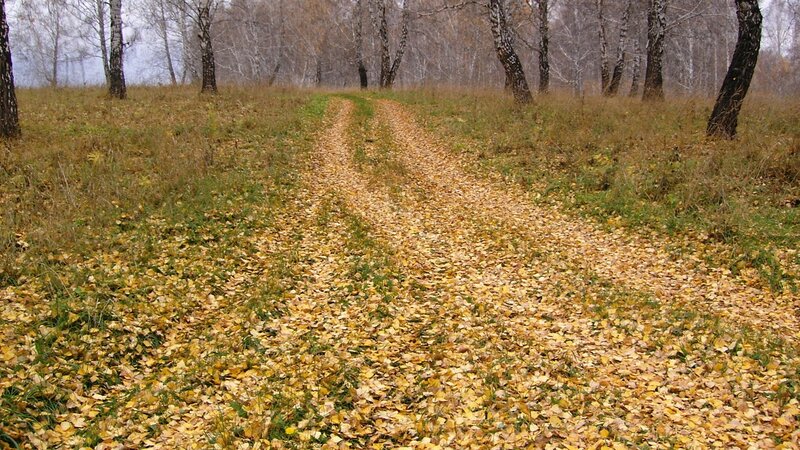 Autumn path in birch forest