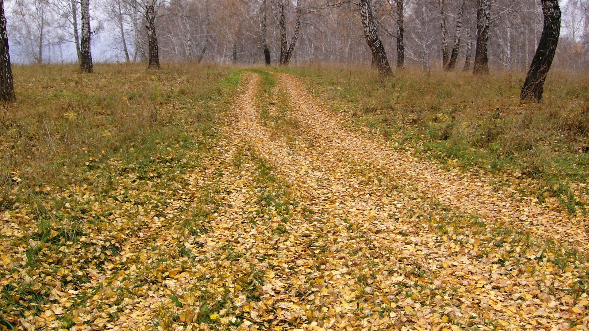 Autumn path in birch forest