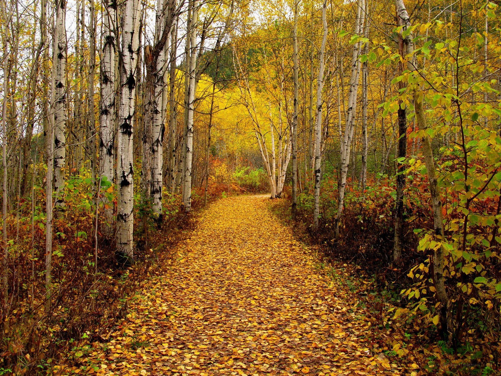 Autumn path in birch forest