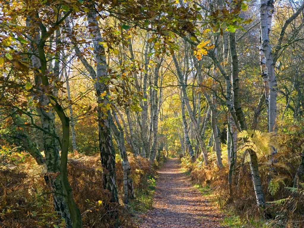 Autumn path in birch forest