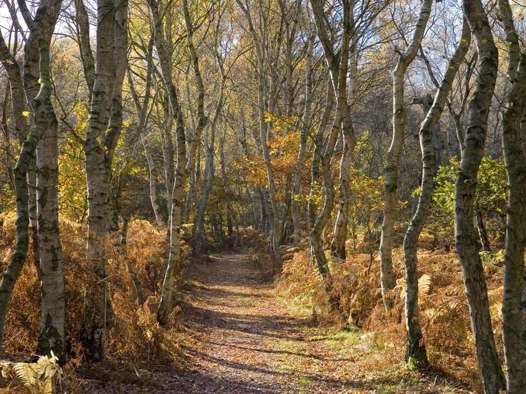 Autumn path in birch forest