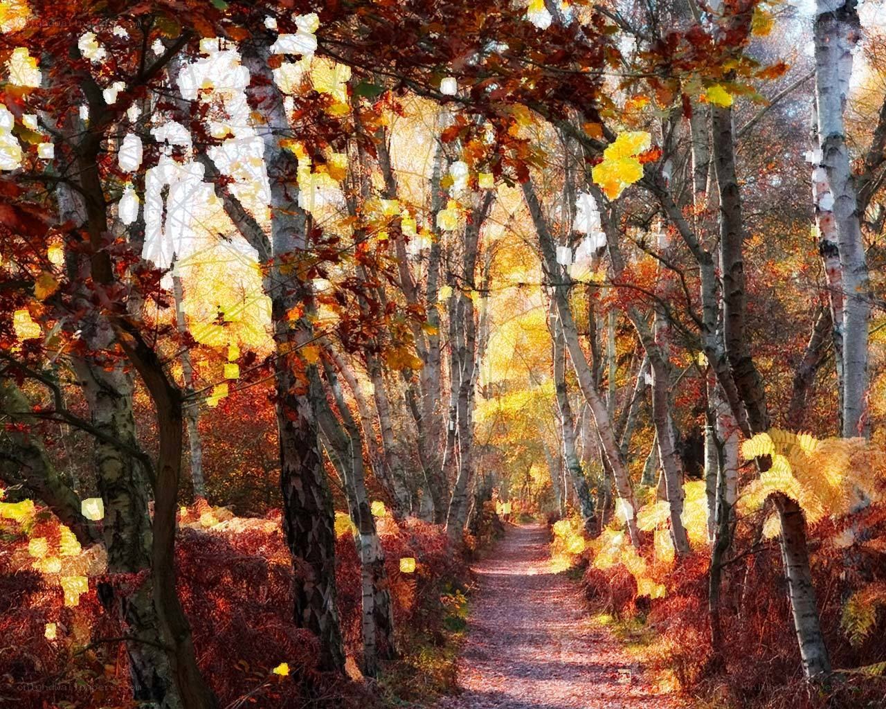 Autumn path in birch forest
