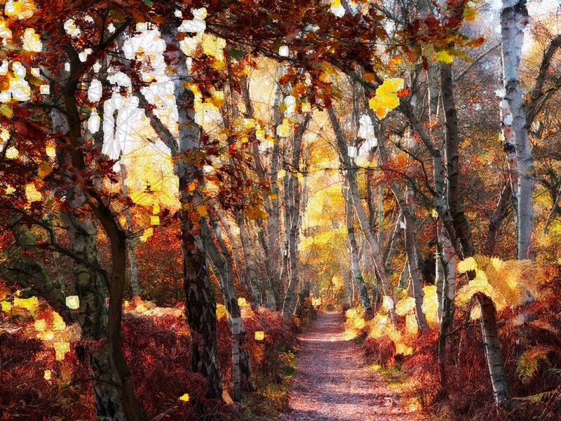 Autumn path in birch forest