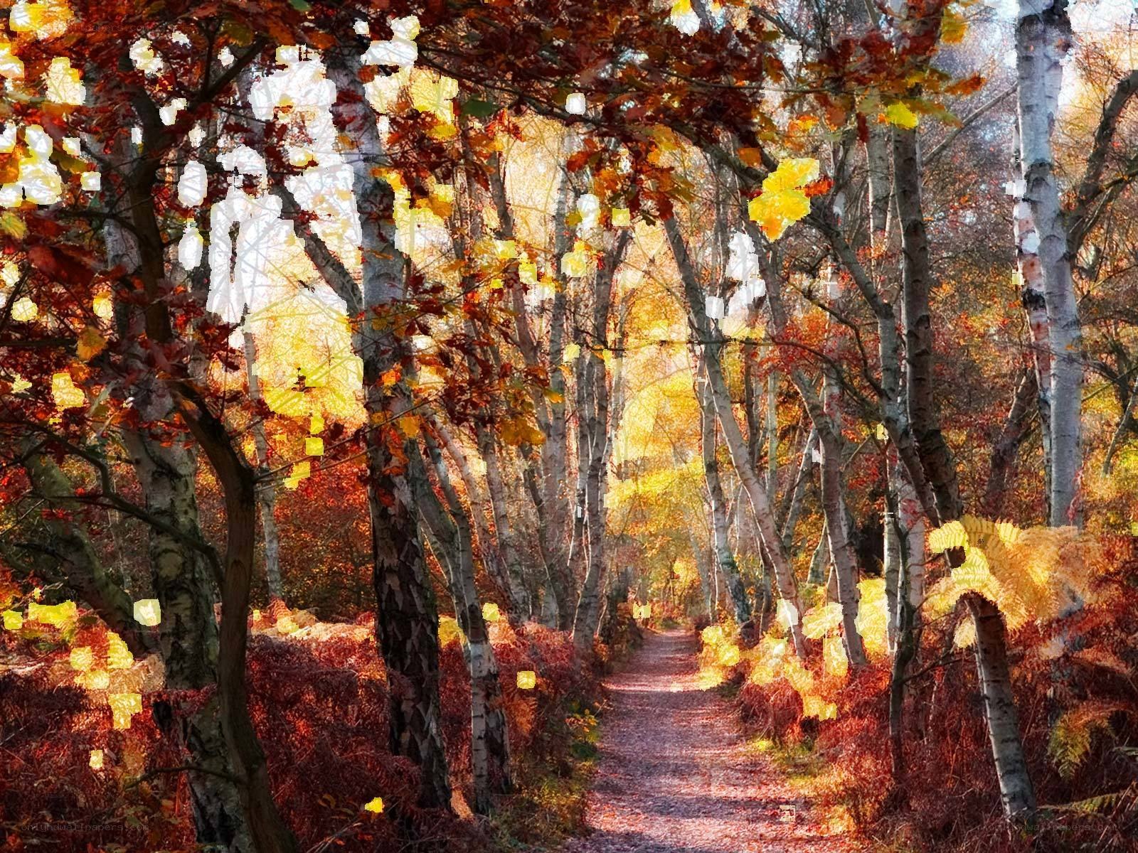 Autumn path in birch forest