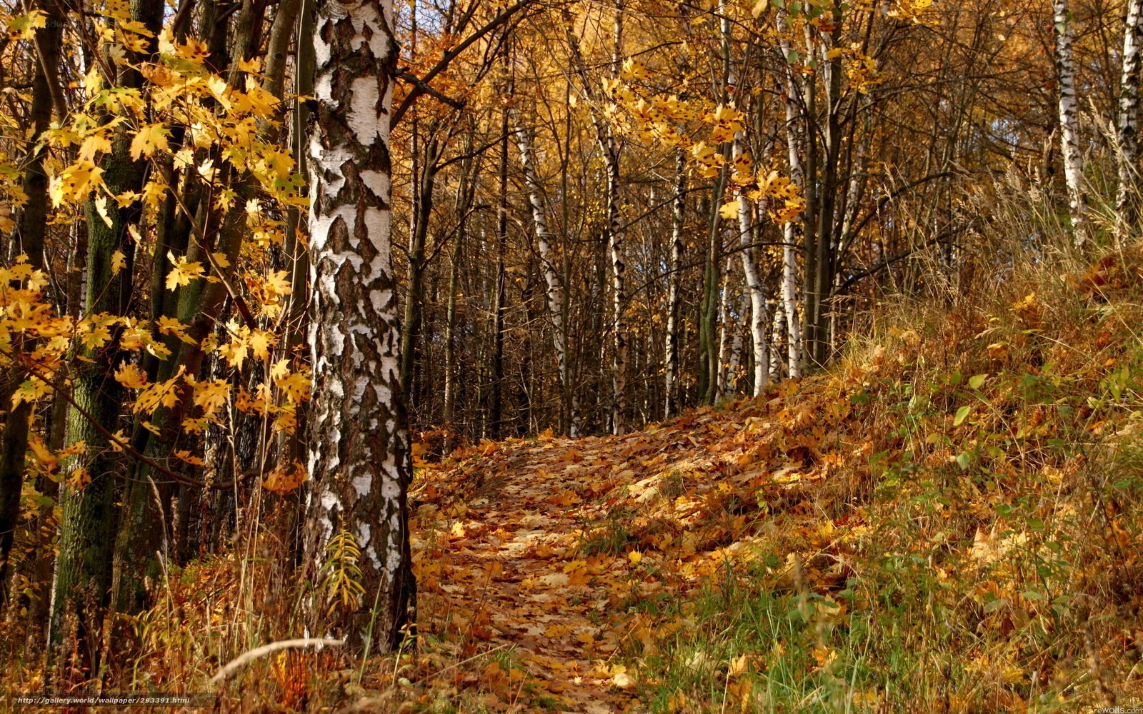 Autumn path in birch forest