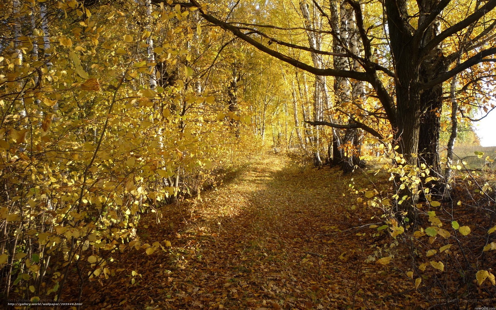 Autumn path in birch forest
