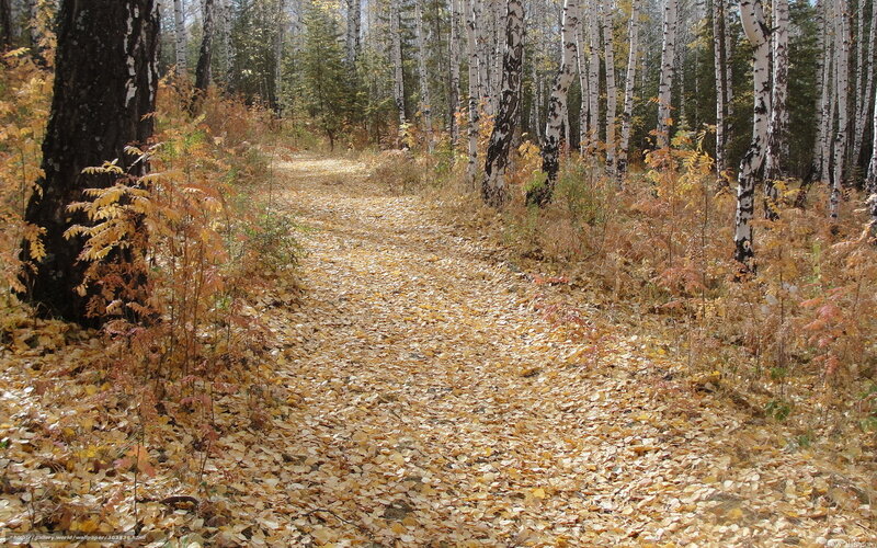 Autumn path in birch forest