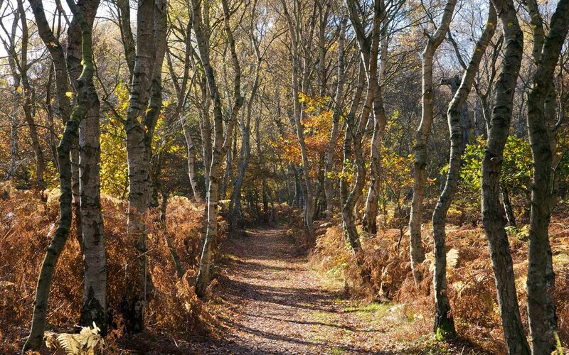 Autumn path in birch forest