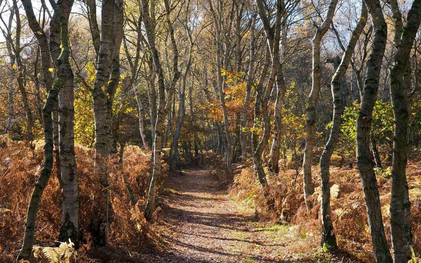 Autumn path in birch forest