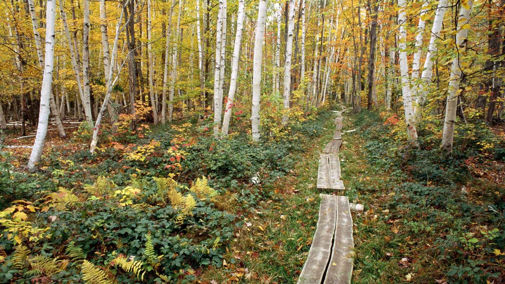 Autumn path in birch forest