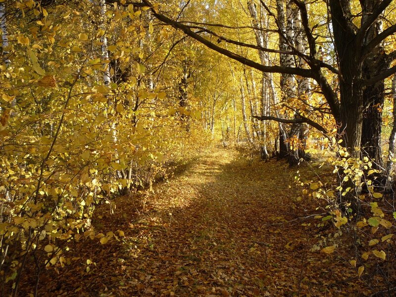 Autumn path in birch forest