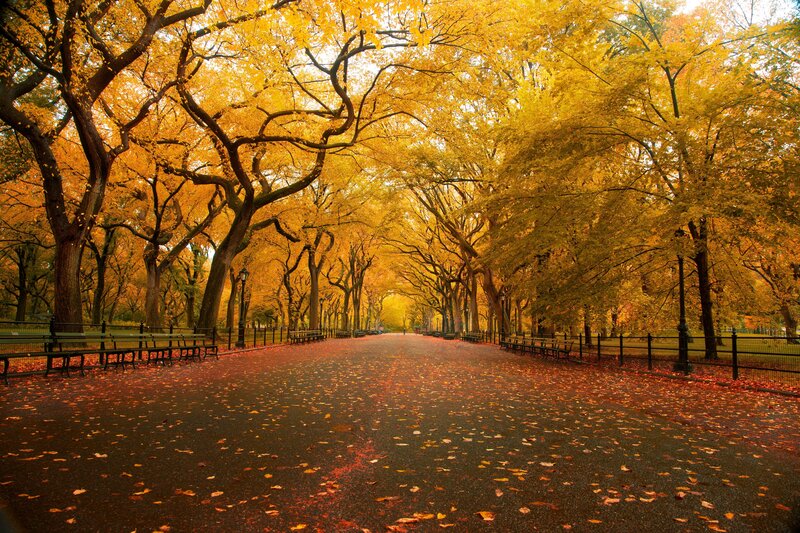 Autumn path in Central Park