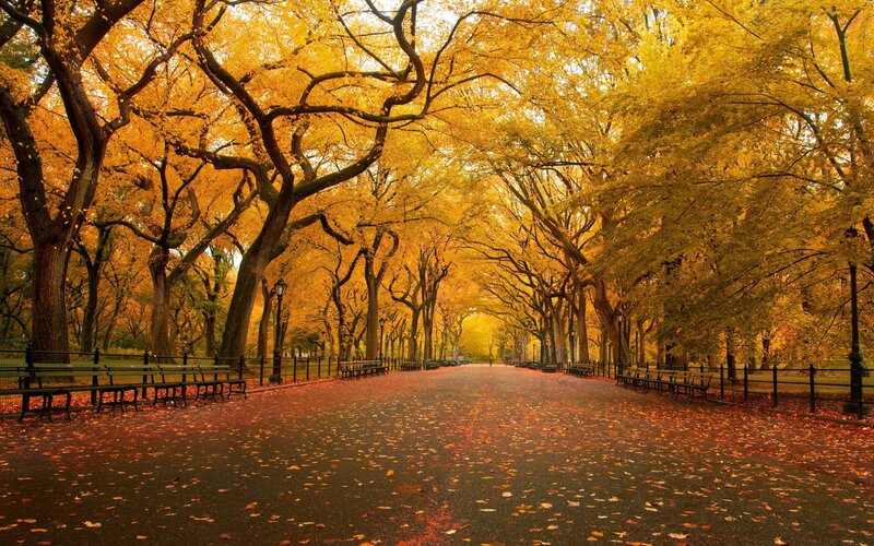 Autumn path in Central Park