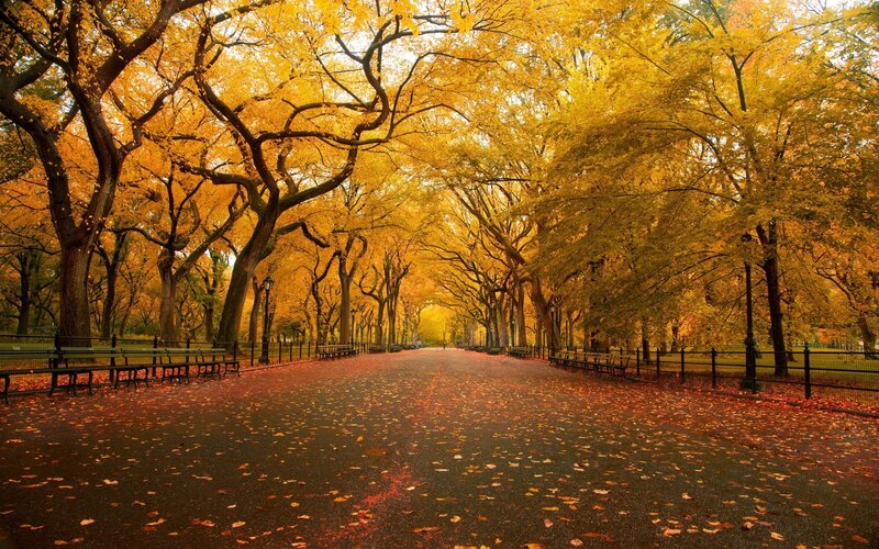 Autumn path in Central Park