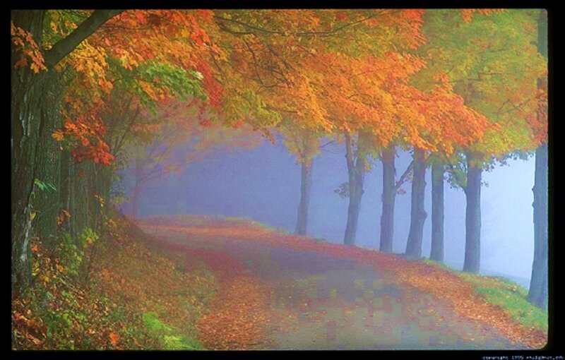 Autumn Path in Fog — Orange, Serene