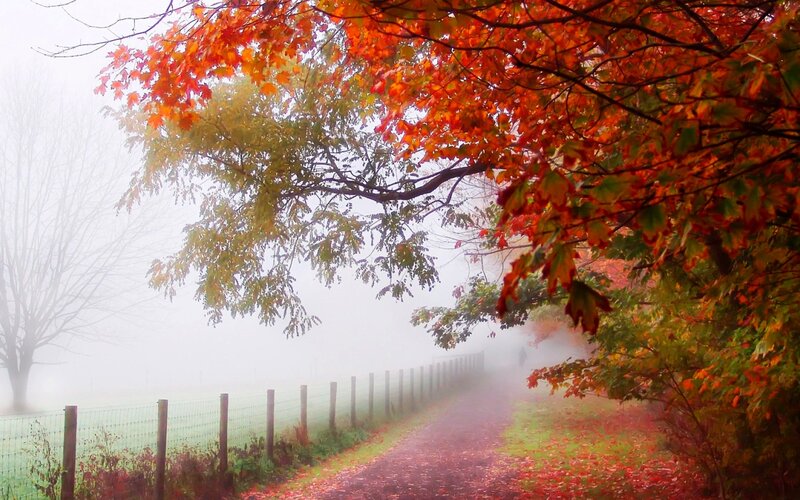 Autumn Path in Fog — Red