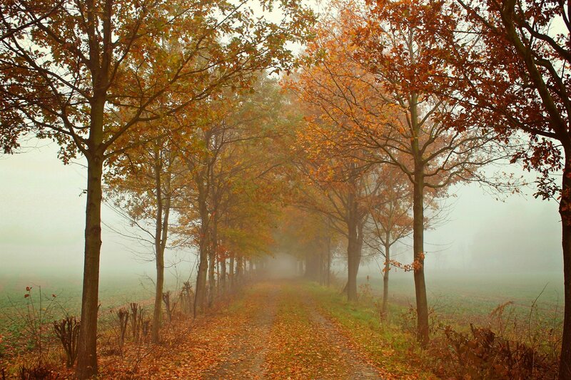 Autumn Path in Fog