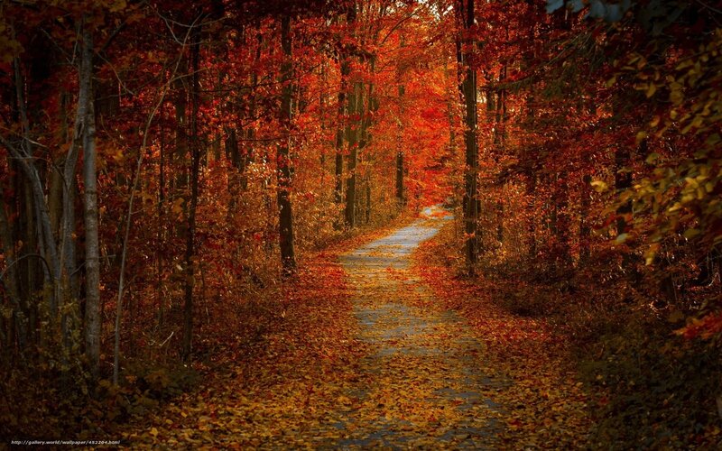 Autumn path in forest