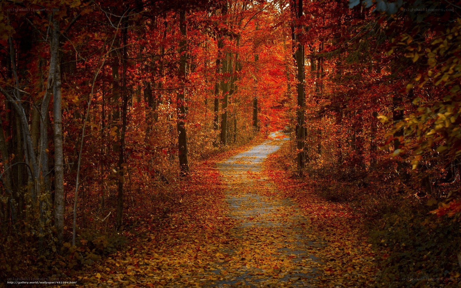 Autumn path in forest