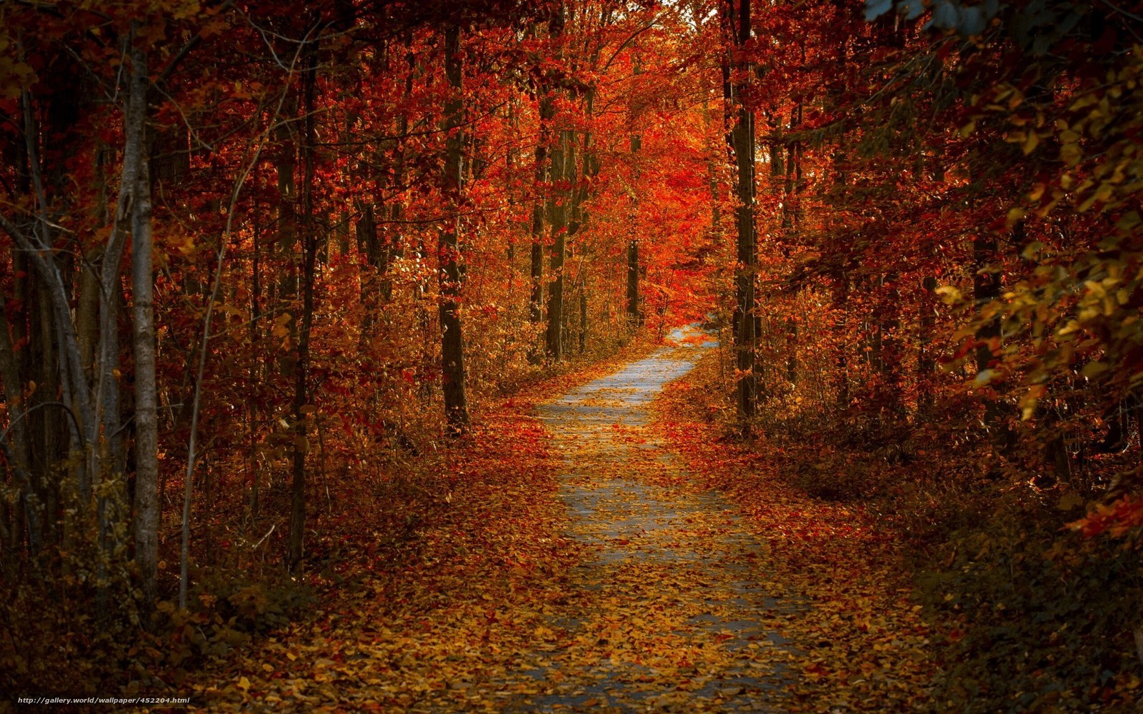Autumn path in forest