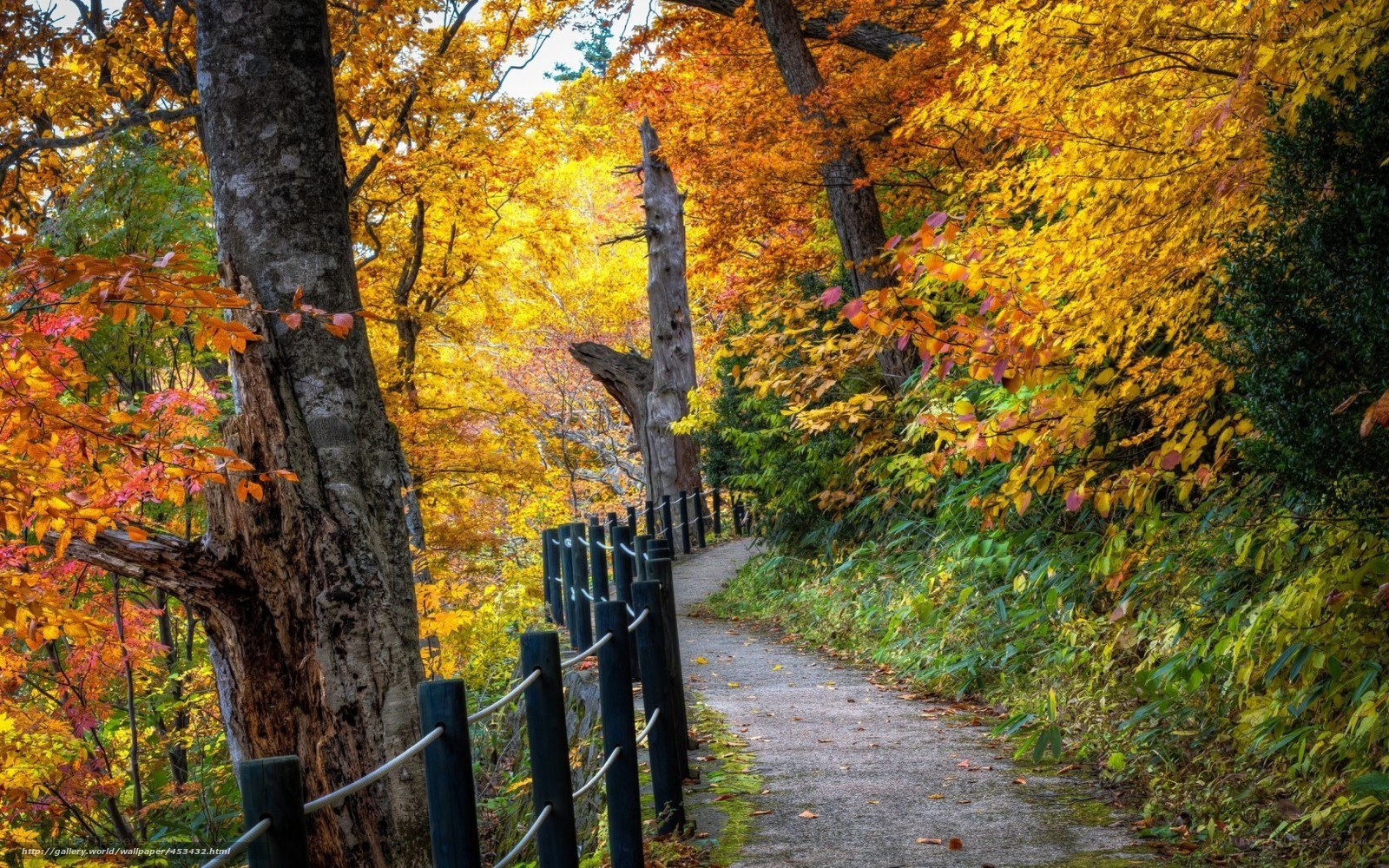 Autumn path in forest