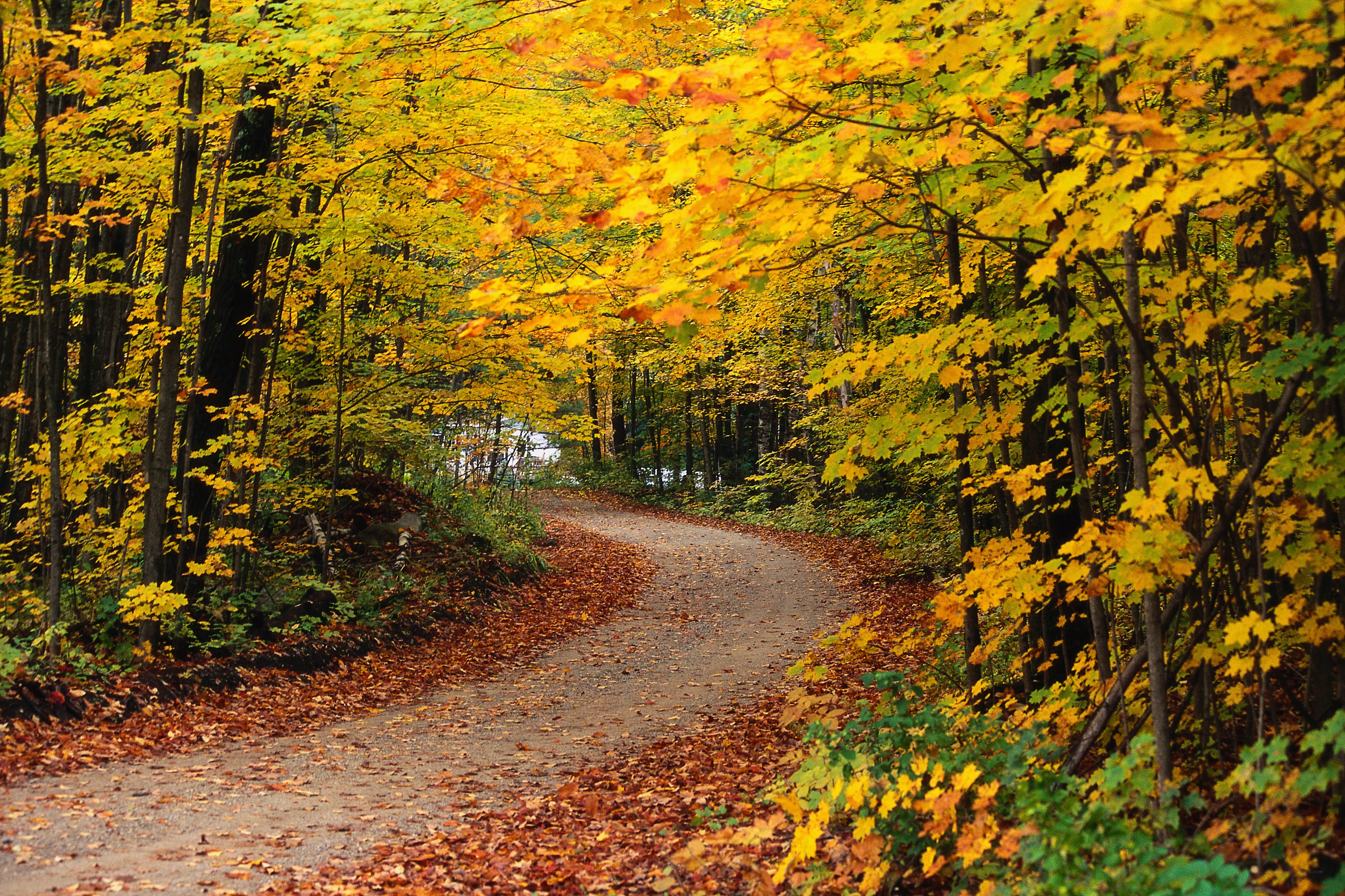 Autumn path in forest