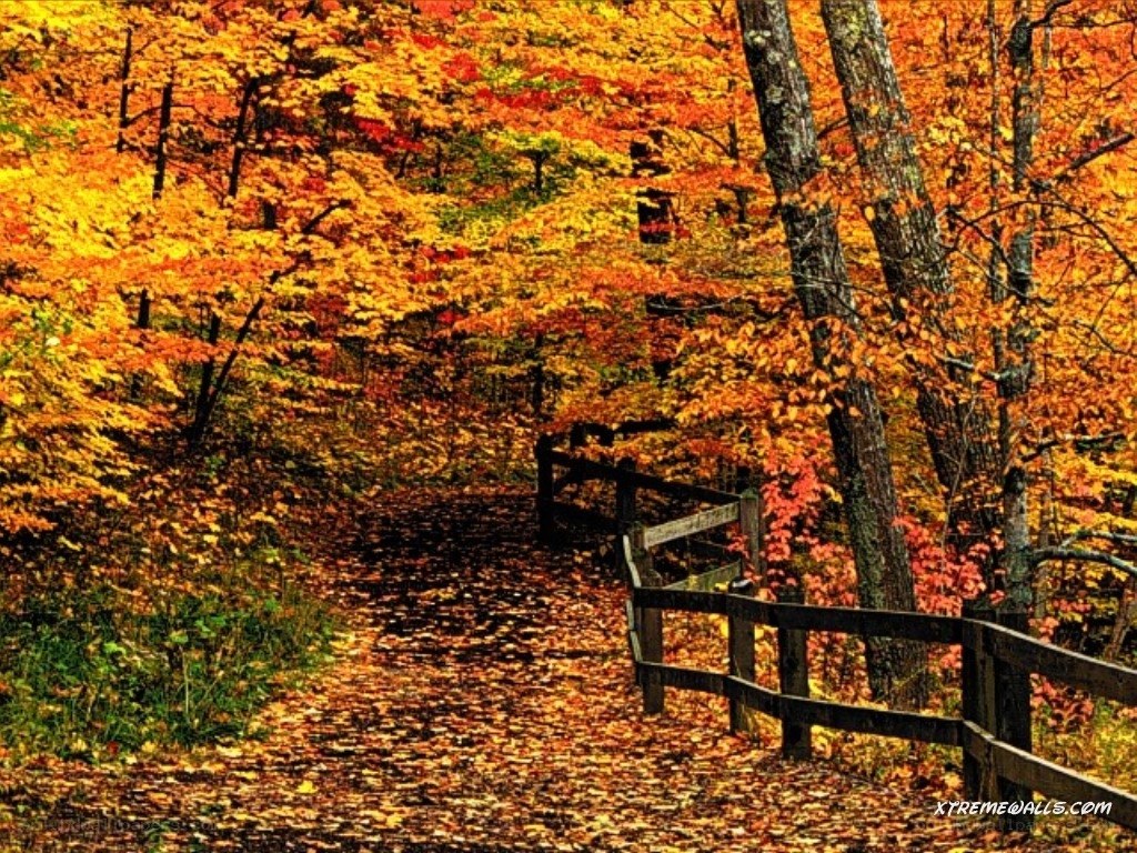 Autumn path in forest