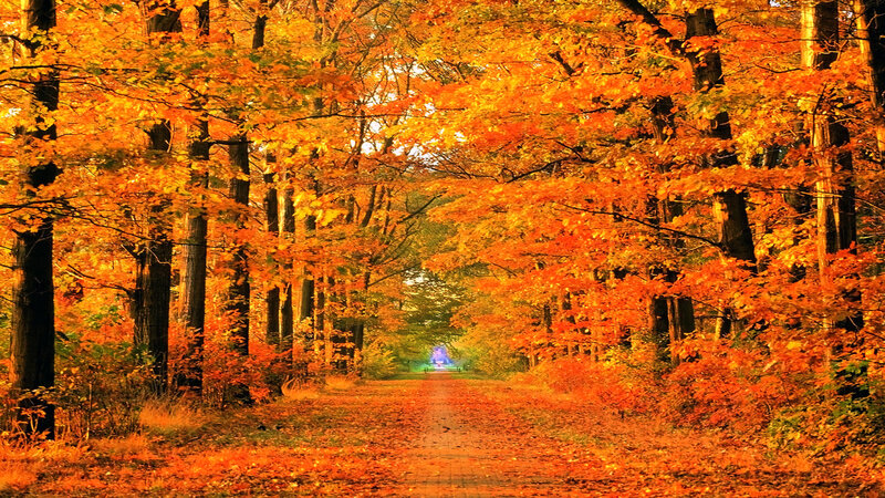 Autumn path in forest