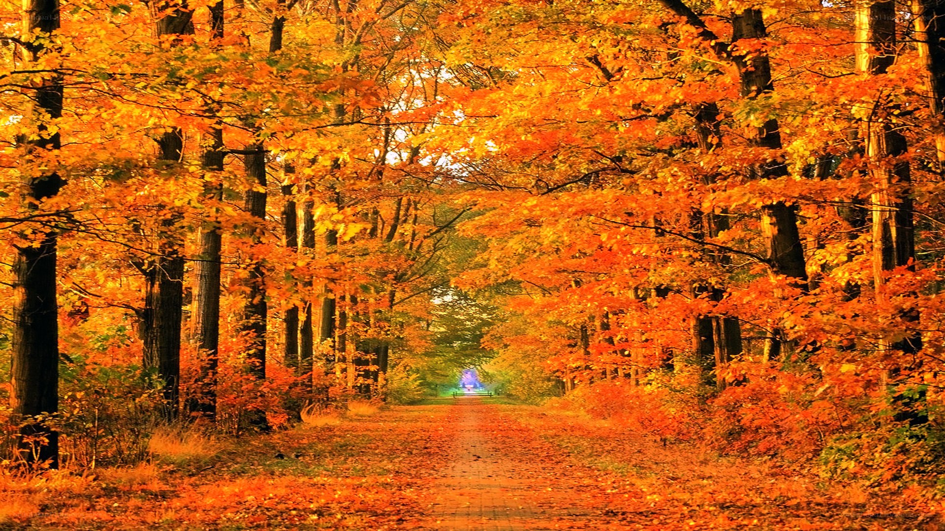 Autumn path in forest