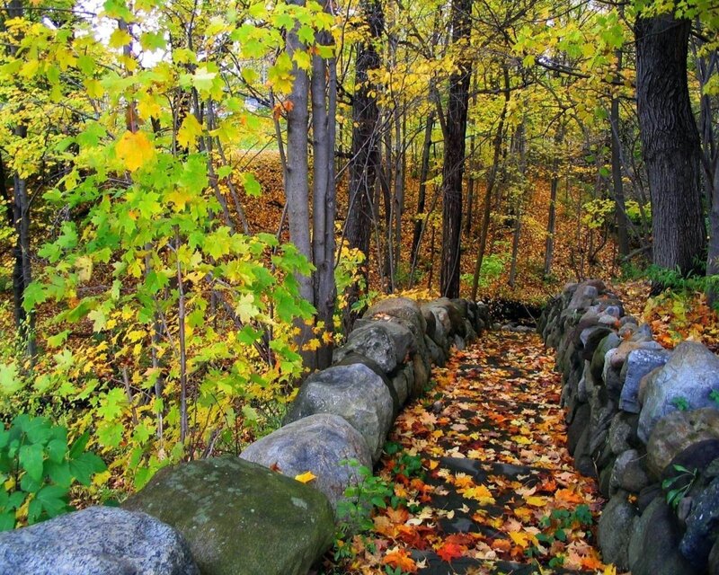 Autumn path in forest