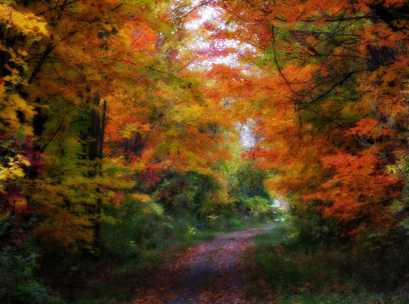 Autumn path in forest