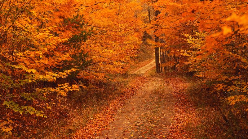 Autumn path in forest