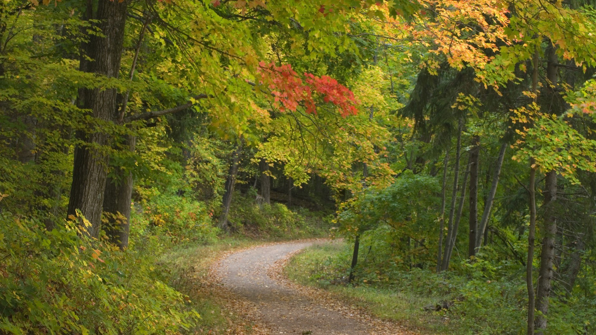 Autumn path in forest