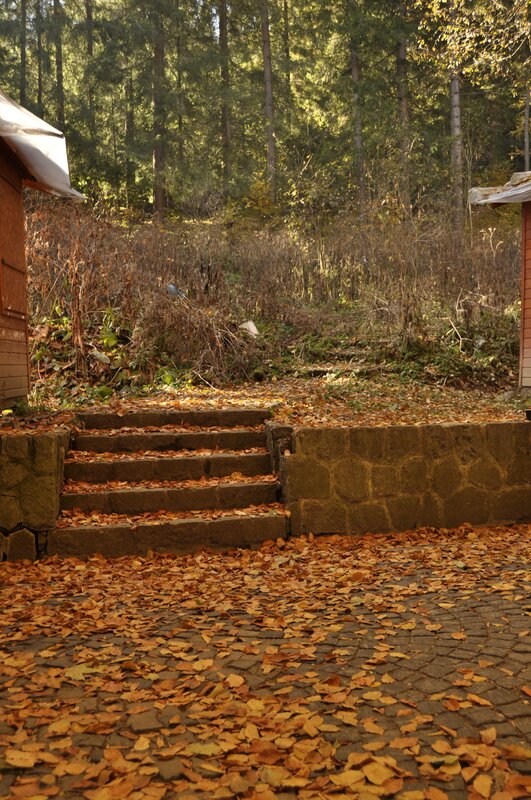 Autumn path in forest