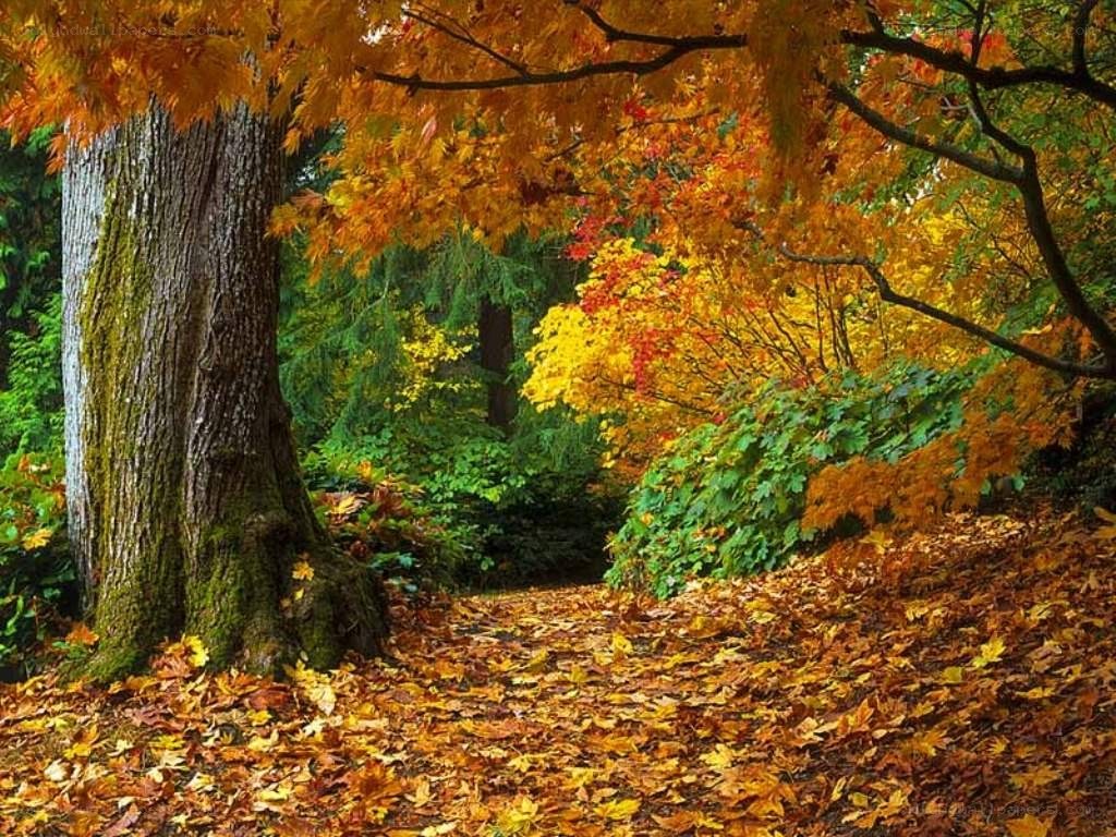 Autumn path in forest