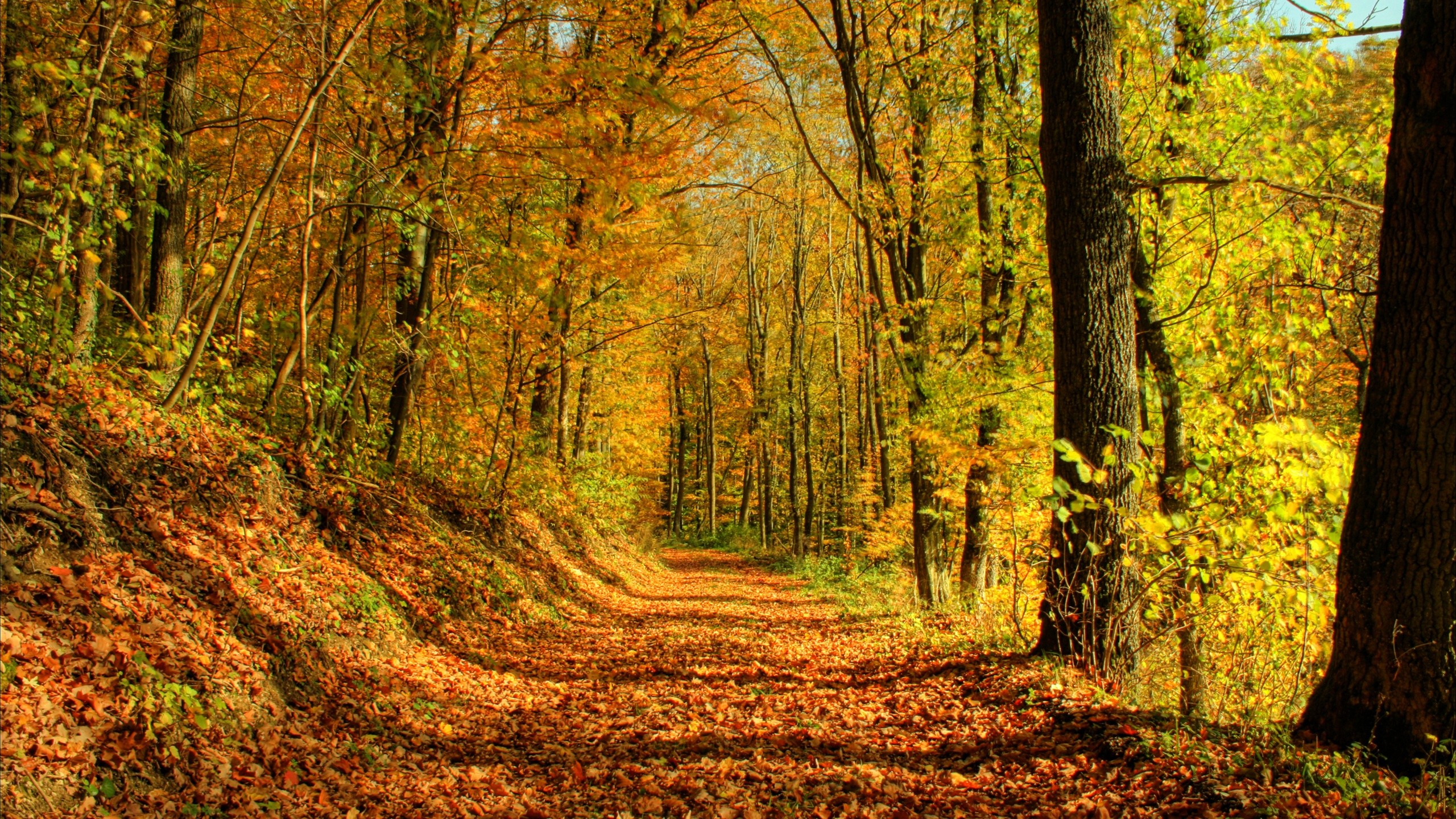 Autumn path in forest