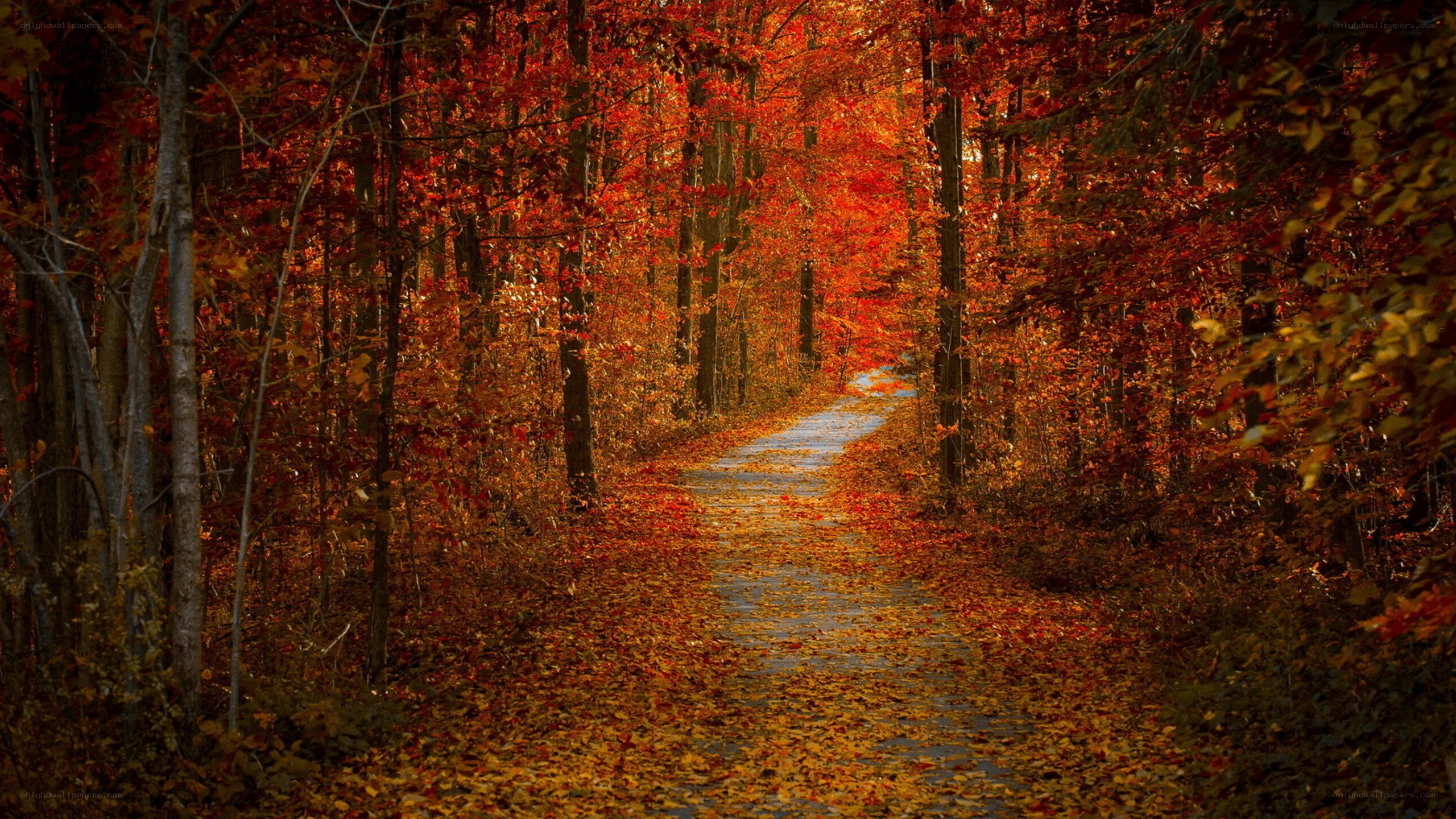 Autumn path in forest