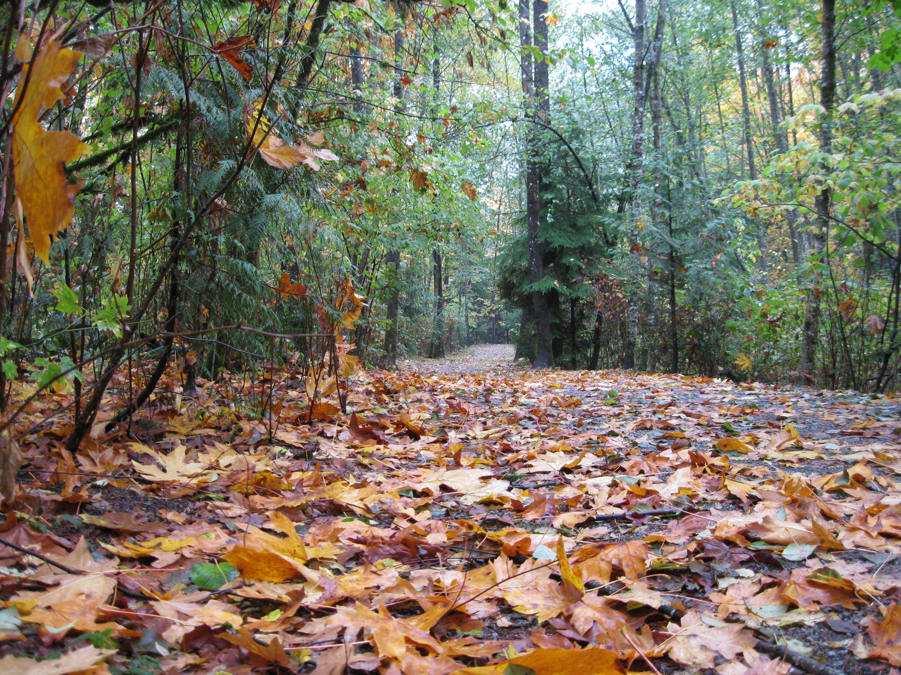 Autumn path in forest