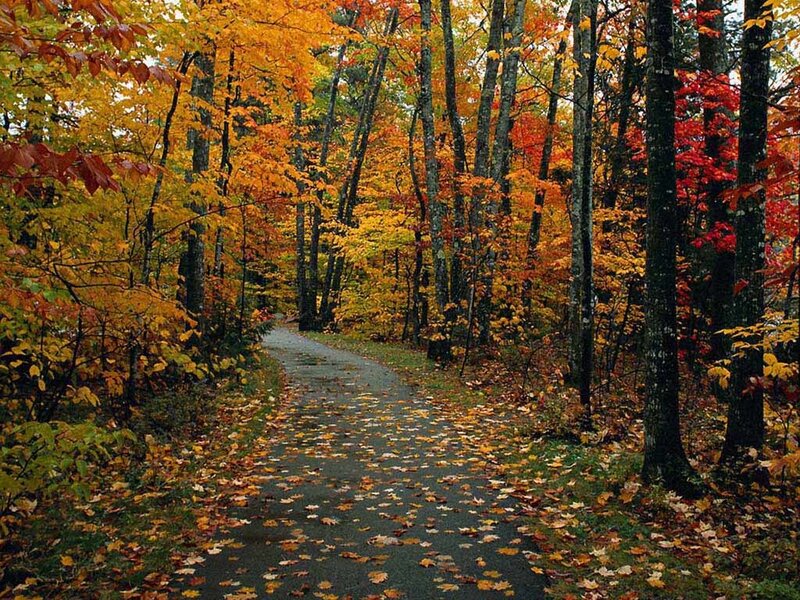 Autumn path in forest