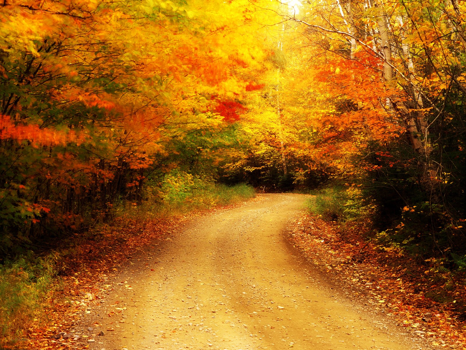 Autumn path in forest