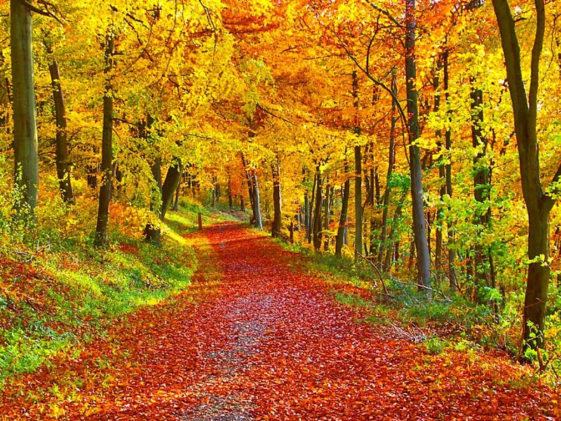 Autumn path in forest