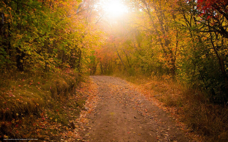 Autumn path in forest