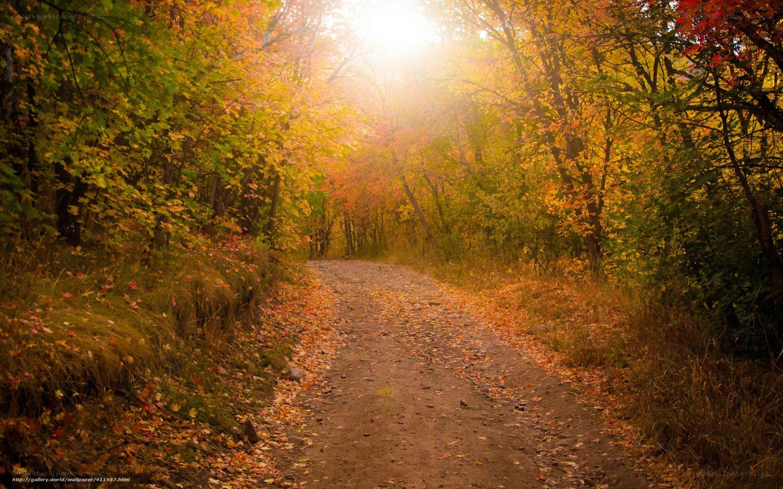 Autumn path in forest