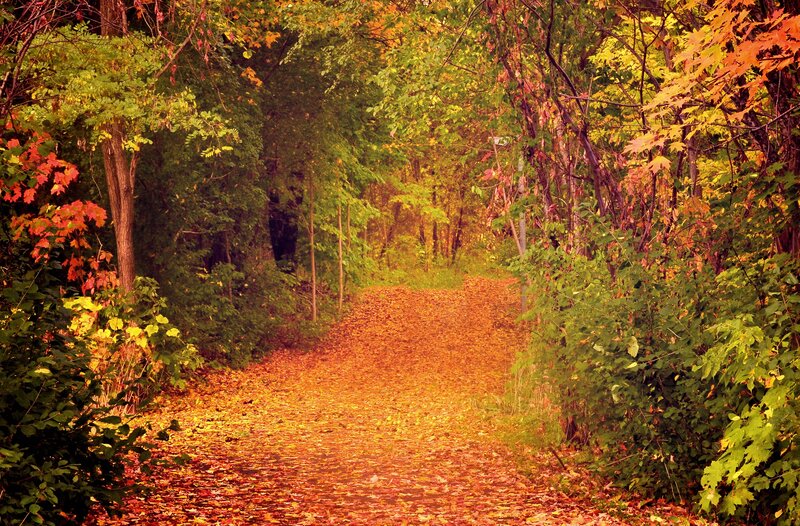 Autumn path in forest