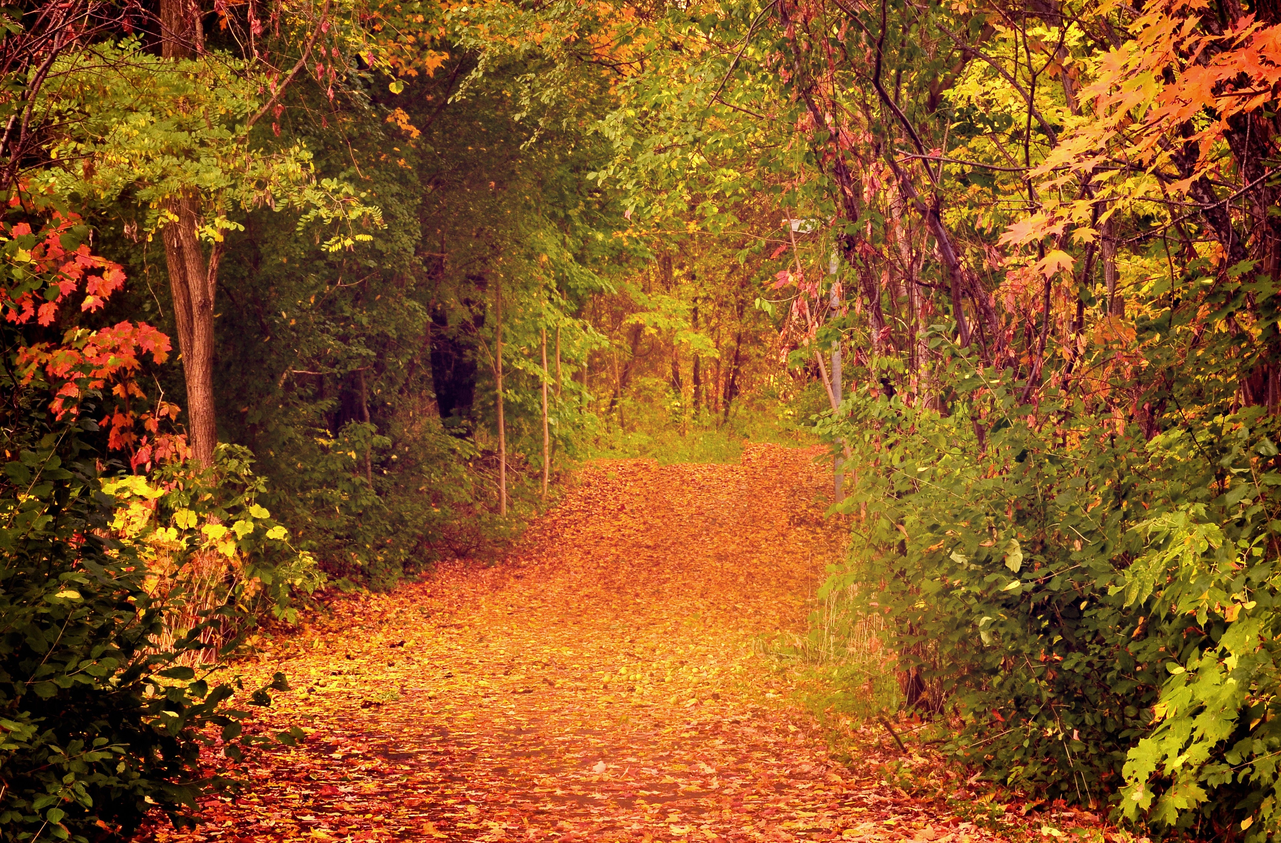 Autumn path in forest