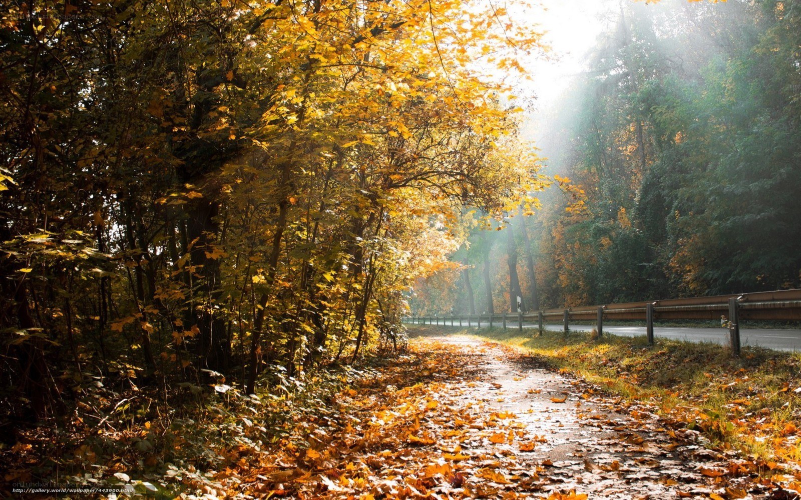 Autumn path in forest