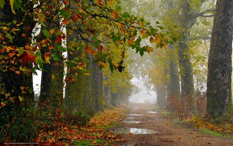 Autumn Path in Forest — Green, Serene, Photograph