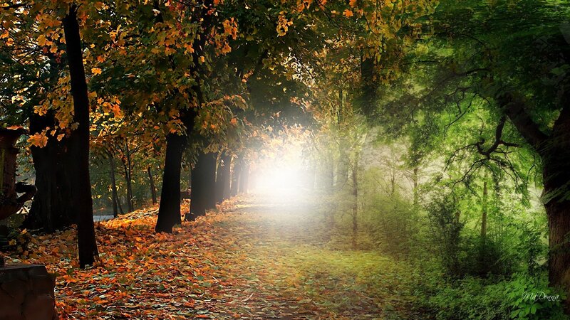 Autumn Path in Forest — Green, Serene