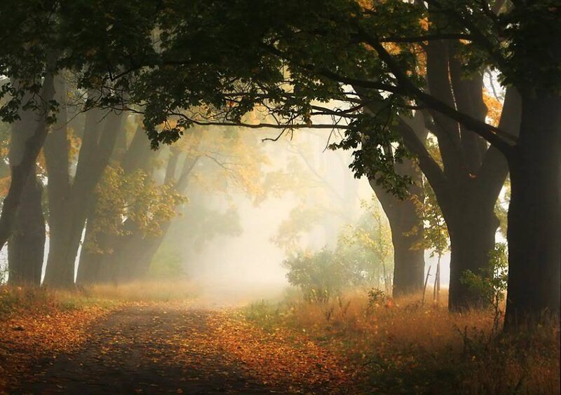 Autumn Path in Forest — Green